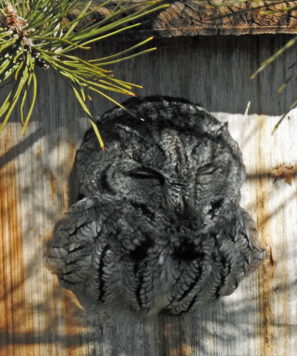 Western Screech-Owl - Janet Ruth
