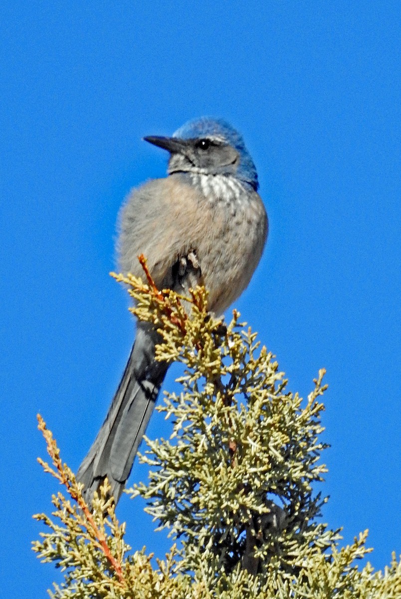 Woodhouse's Scrub-Jay - ML397316971