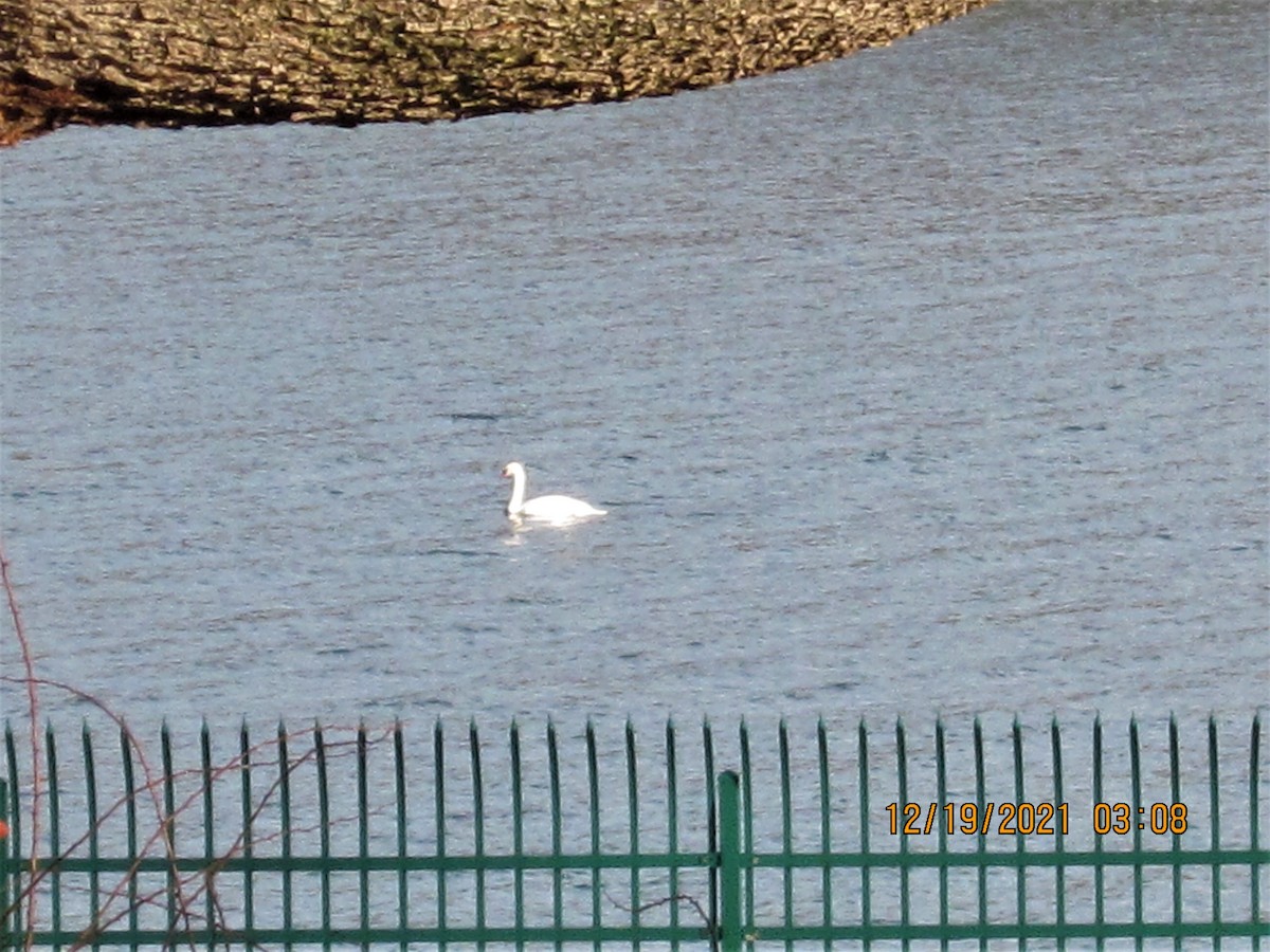 Mute Swan - ML397317511