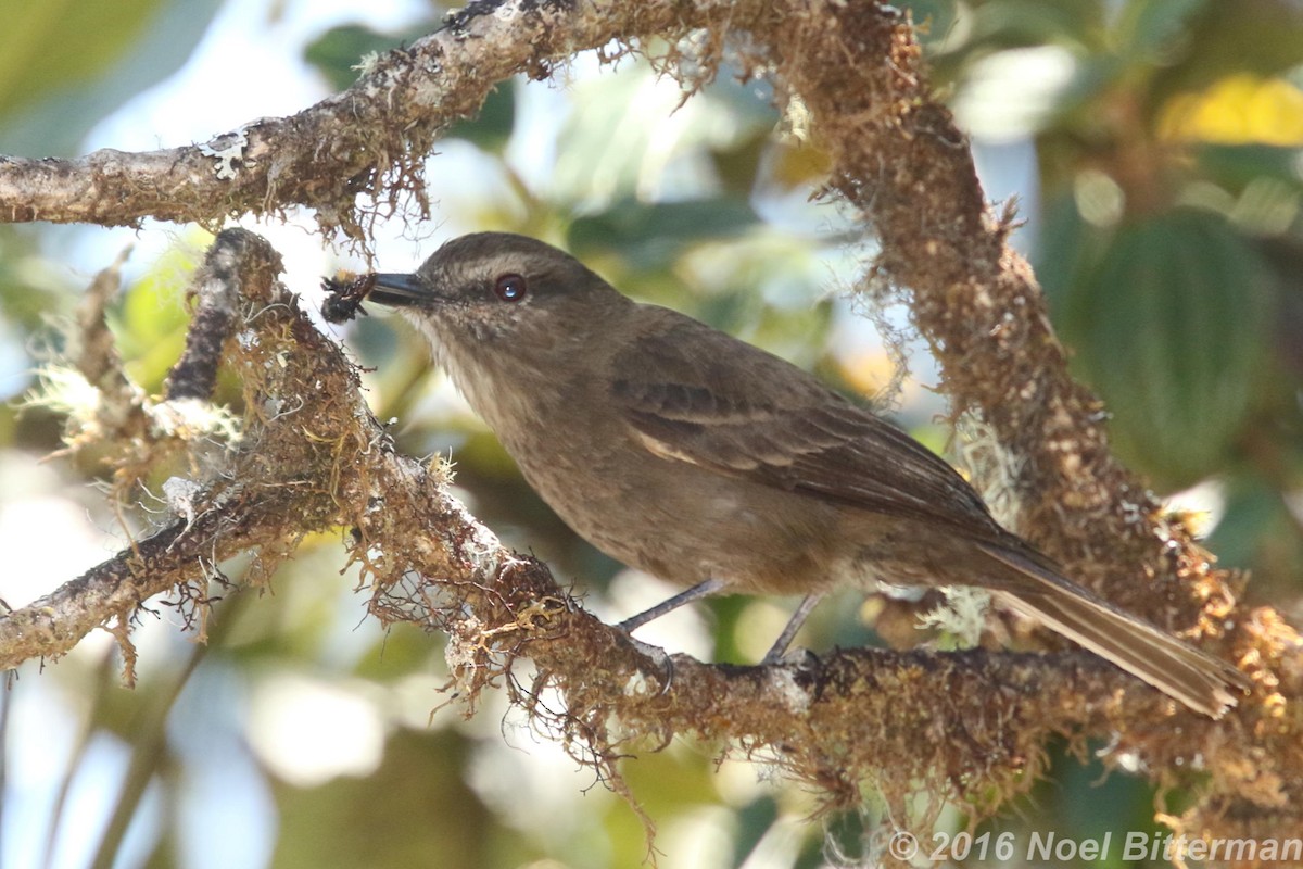 Smoky Bush-Tyrant - ML397317761