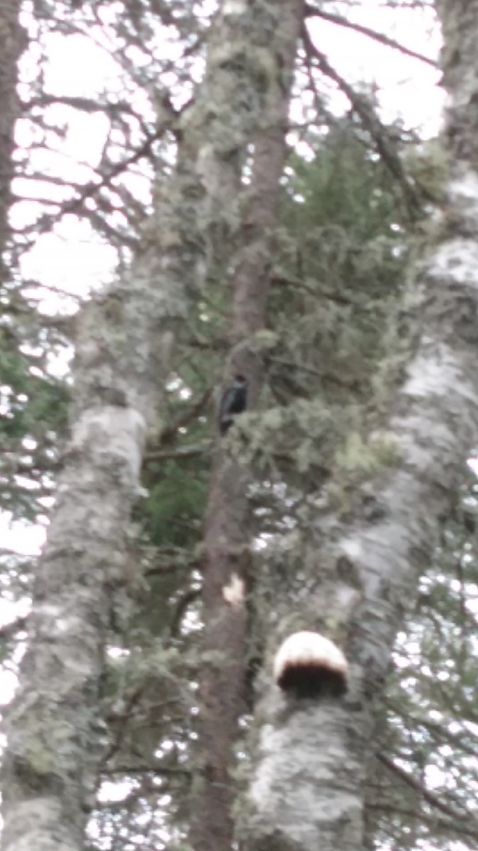 American Three-toed Woodpecker - ML397319061