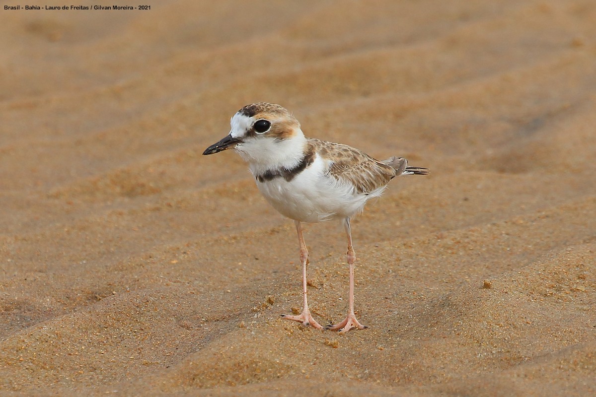 Collared Plover - ML397323471
