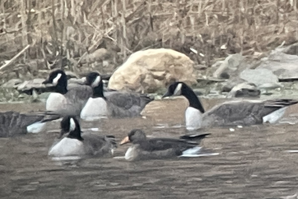 Greater White-fronted Goose - ML397325251