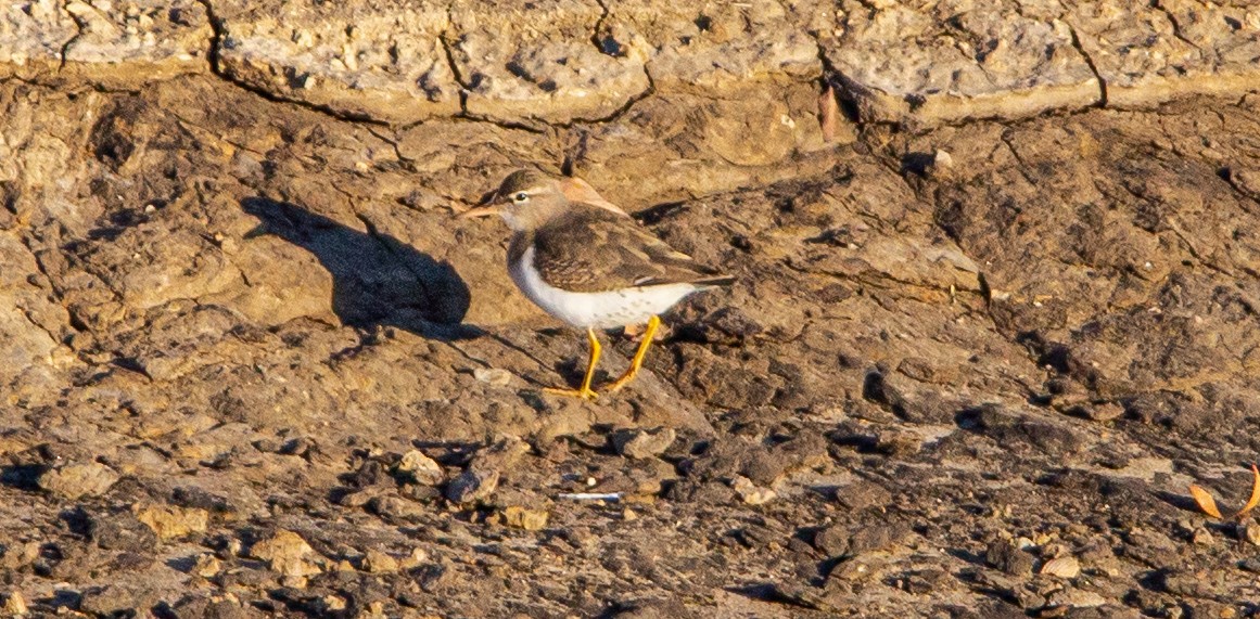 Spotted Sandpiper - ML397328841