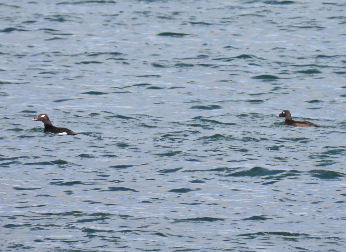 White-winged Scoter - ML397328911