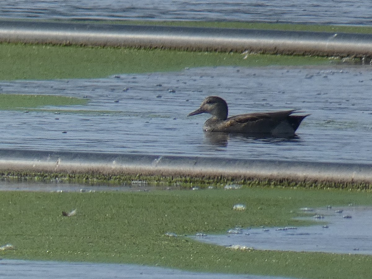 Gadwall - ML397330101