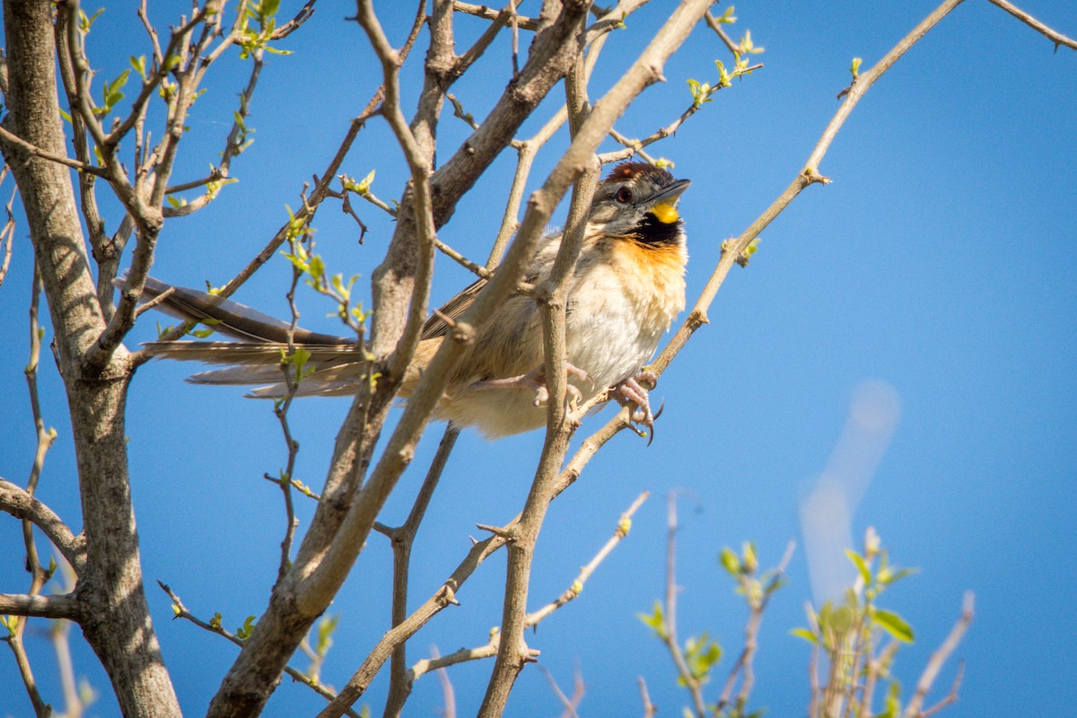 Chotoy Spinetail - ML397330291