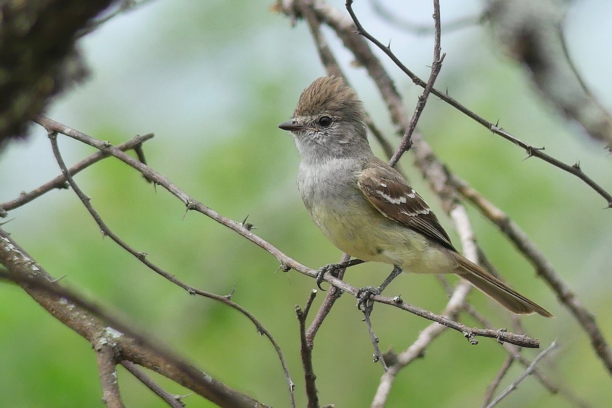 Southern Scrub-Flycatcher - ML397331121