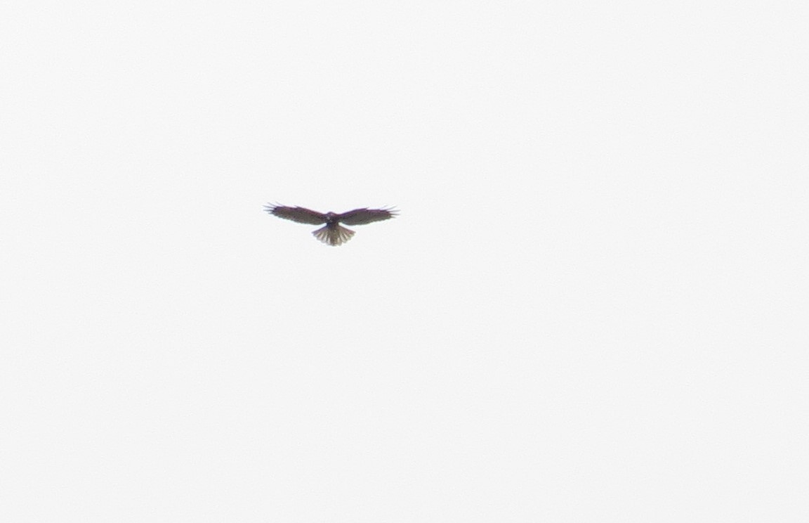 White-tailed Hawk - ML397331561