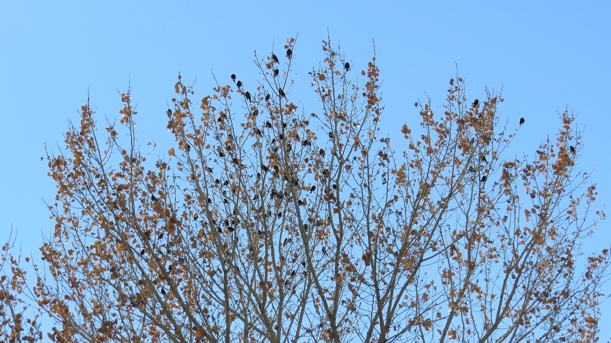 Red-winged Blackbird - ML397331981