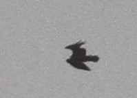 Загасч явлаг - ML397334571