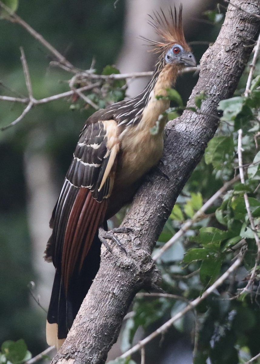 Hoatzin - Lisa Carol Wolf