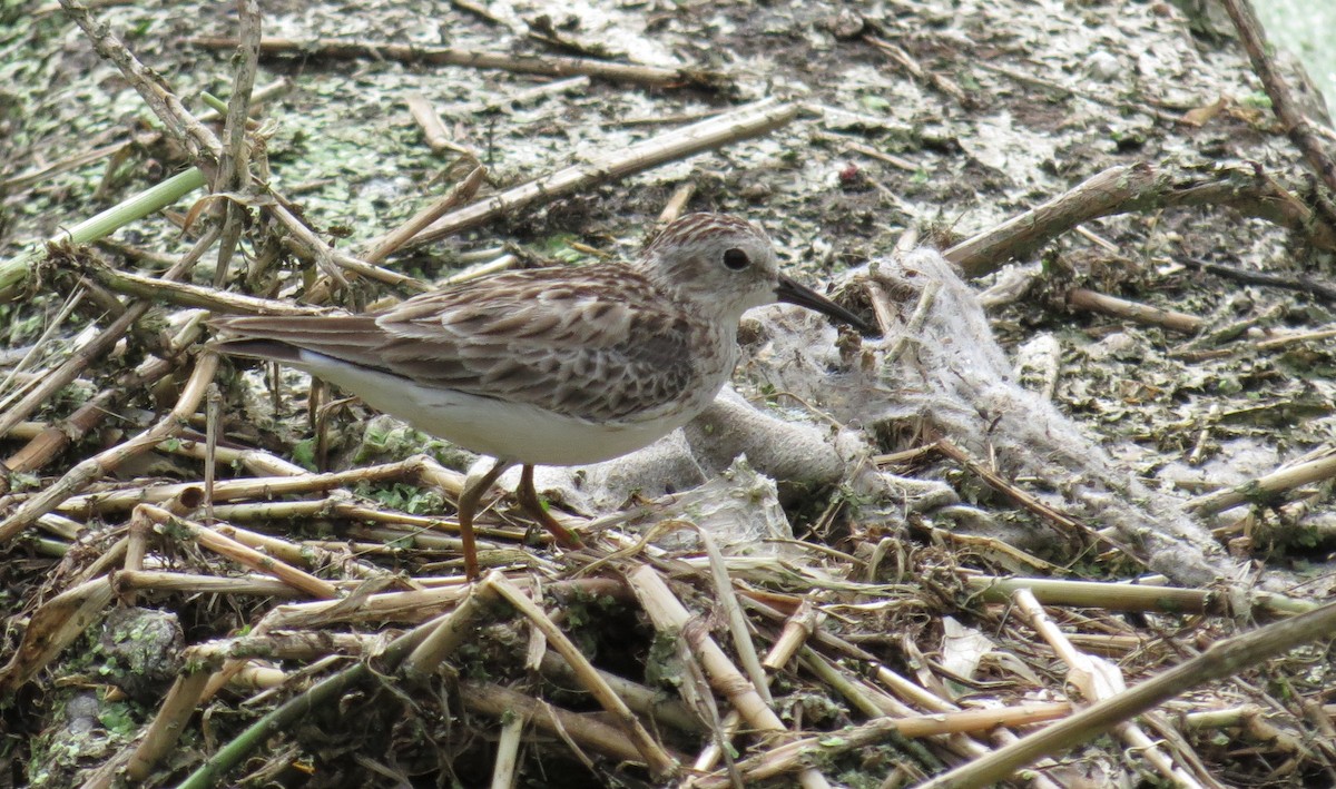 Least Sandpiper - Oliver  Komar