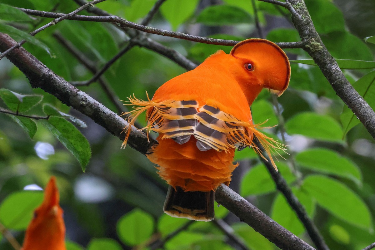 Guianan Cock-of-the-rock - ML397337141