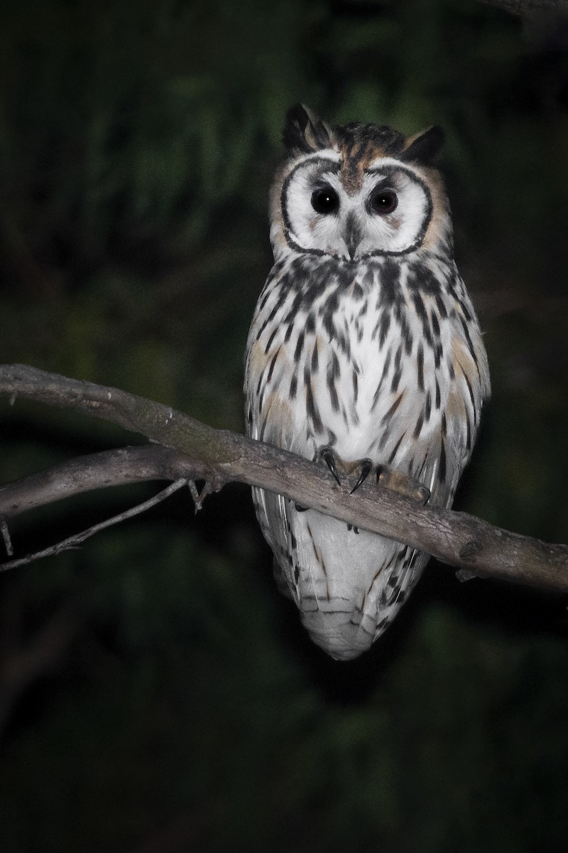 Striped Owl - ML397339501