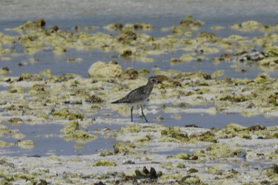 Pacific Golden-Plover - ML39733951