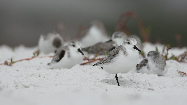 Bécasseau sanderling - ML397340001