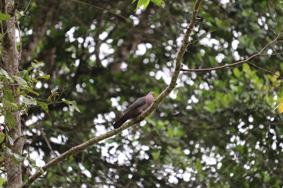 Plumbeous Pigeon - Ricardo Salinas Yanza