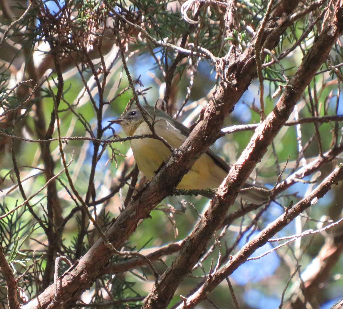 Black-throated Blue Warbler - Chris O'Connell