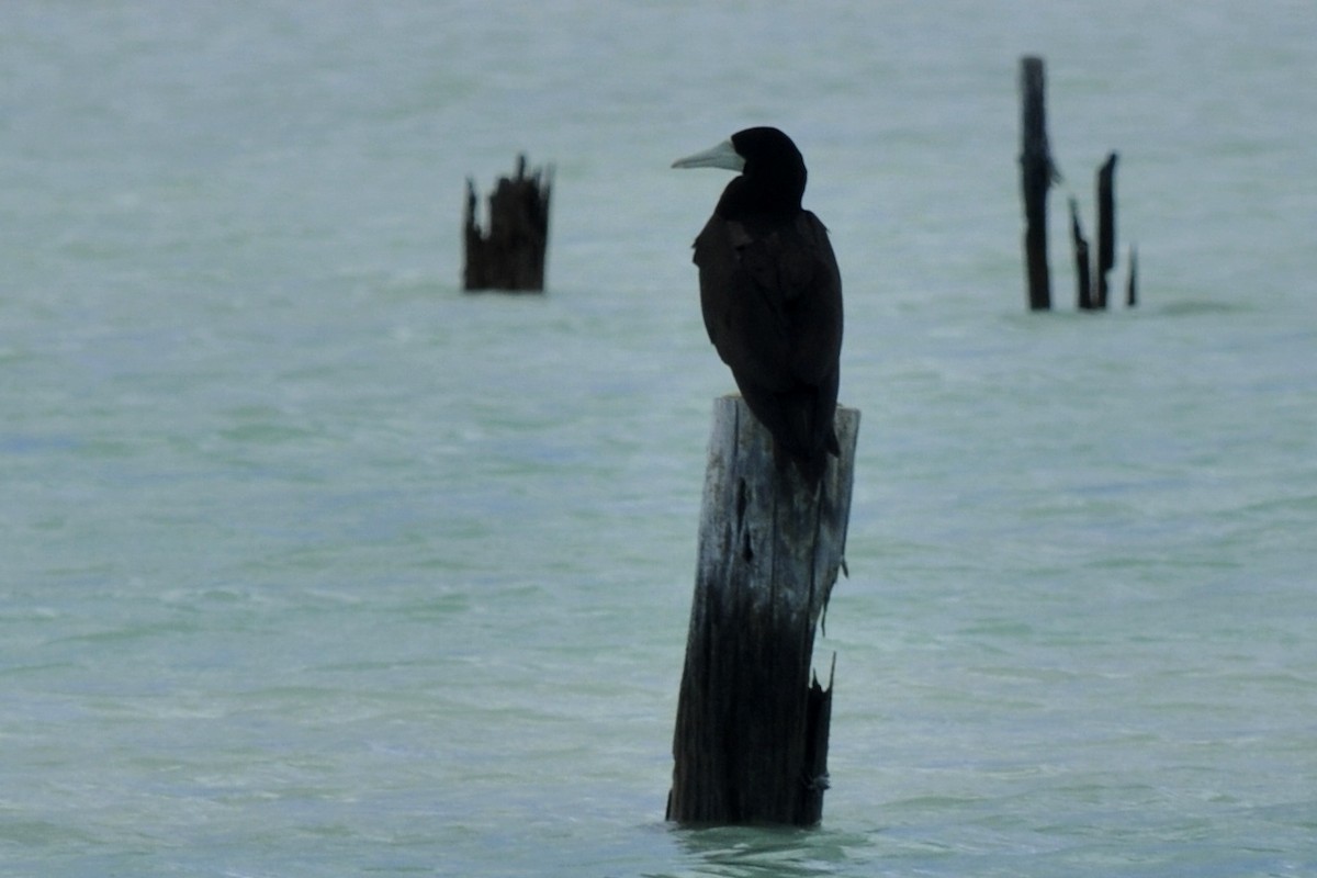 Brown Booby - ML39734091