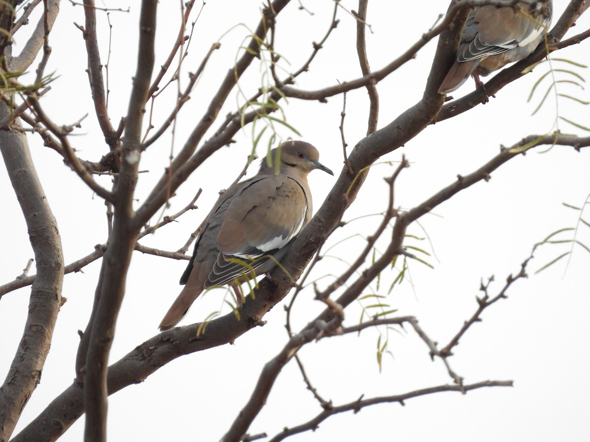 White-winged Dove - ML397342761