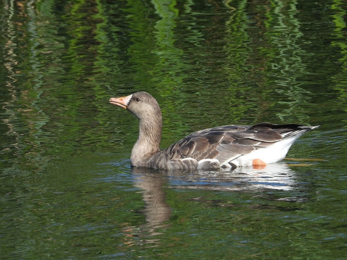 Greater White-fronted Goose - Long-eared Owl