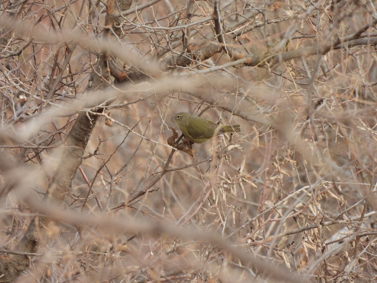 Orange-crowned Warbler - ML397343331