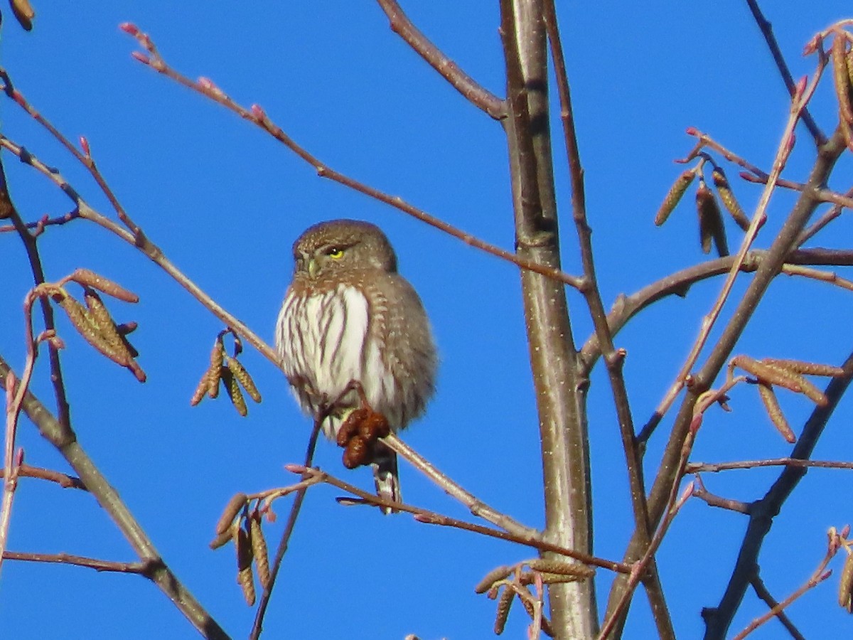 Northern Pygmy-Owl - Mike Nelson