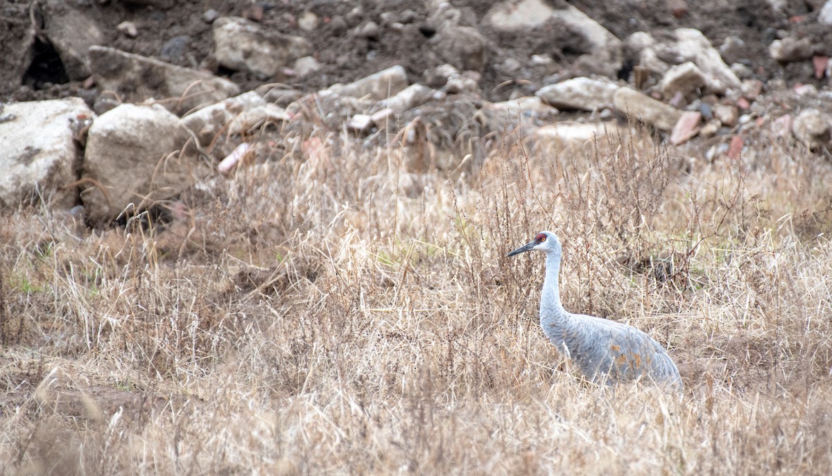 Sandhill Crane - ML397347891