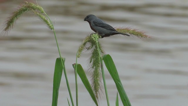 Chestnut-bellied Seedeater - ML397349351