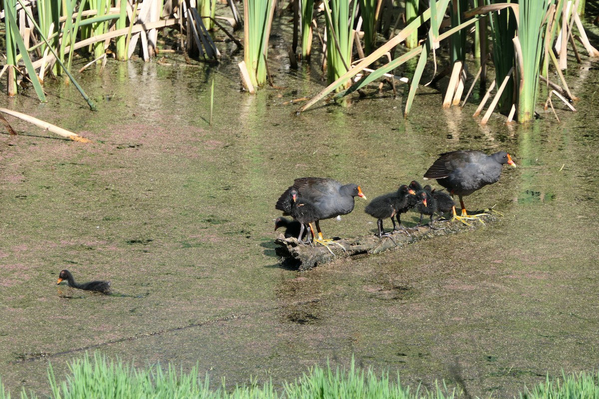 slípka tmavá - ML397350301