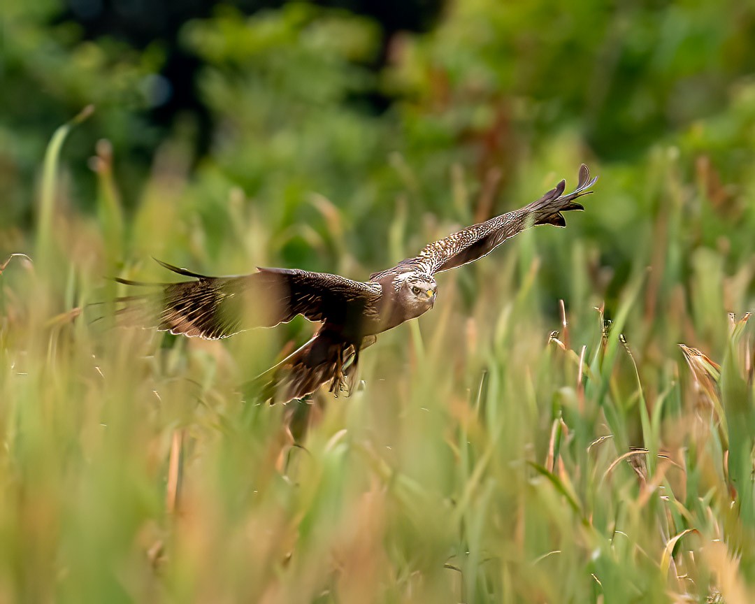 Eastern Marsh Harrier - ML397350731