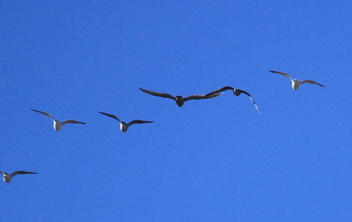 Gaviota/Gavión sp. - ML397352221