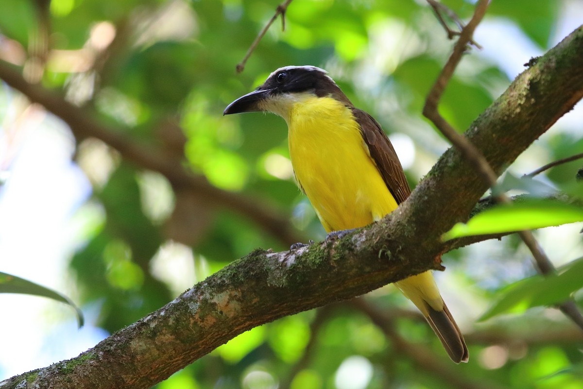 Boat-billed Flycatcher - ML397352291