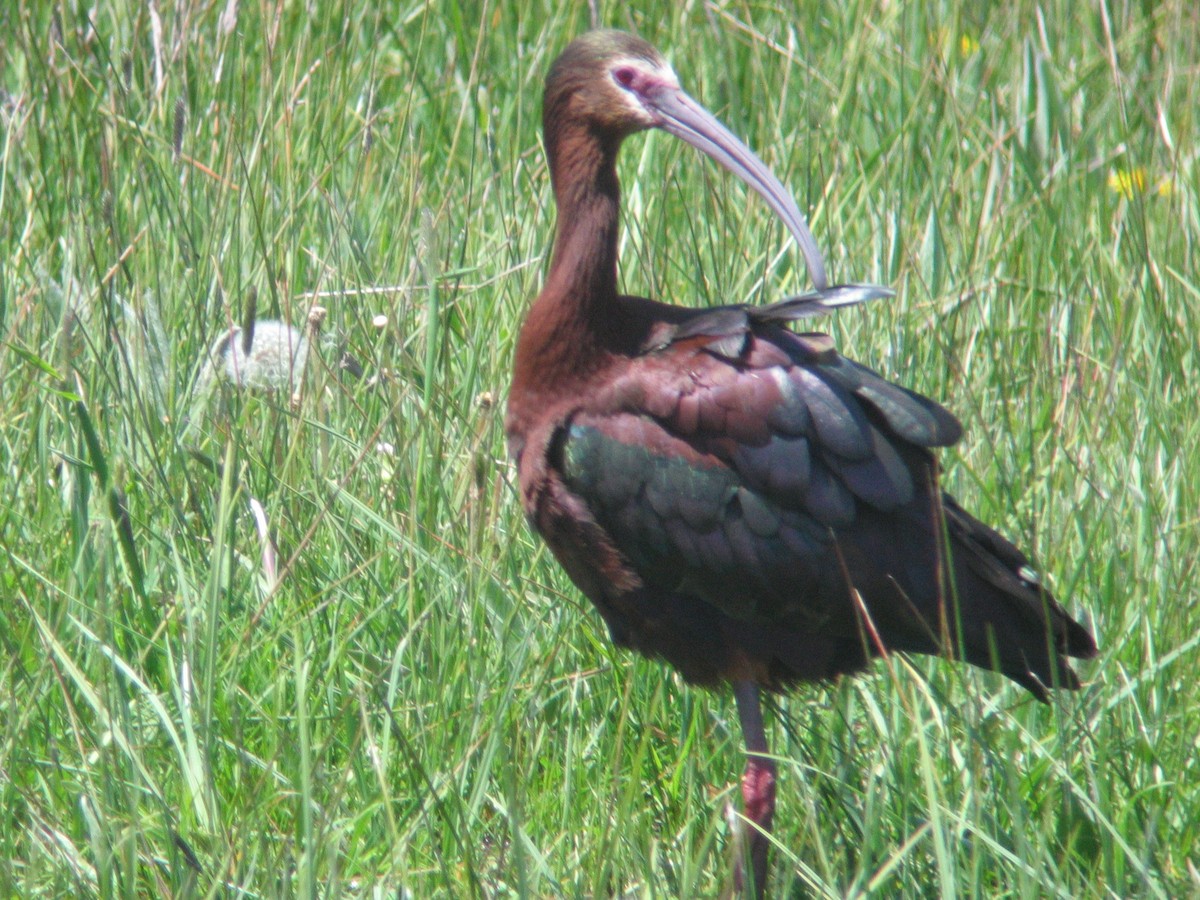 White-faced Ibis - ML39735271