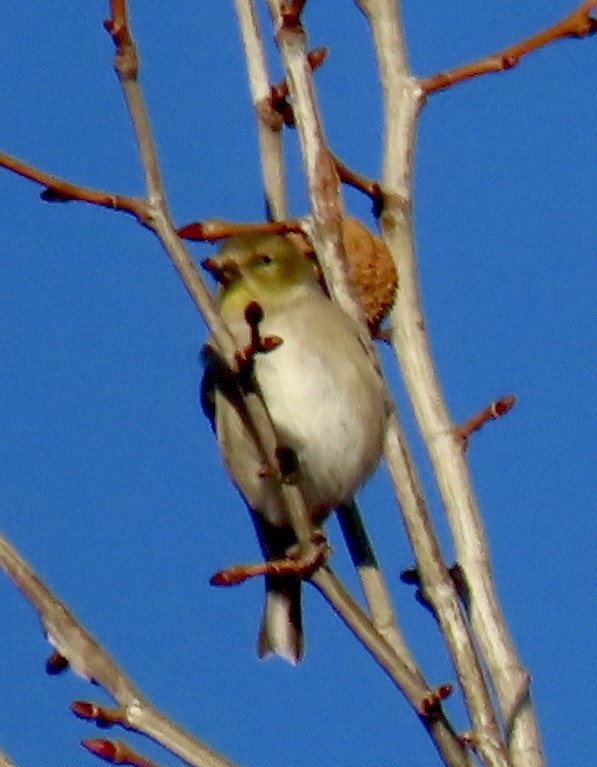 Chardonneret jaune - ML397352861