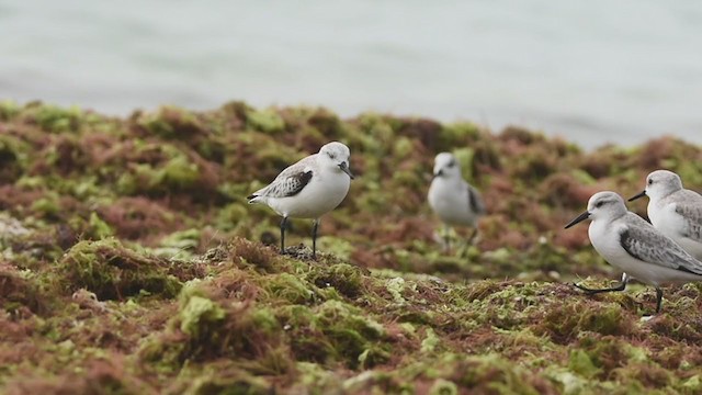 Sanderling - ML397356791