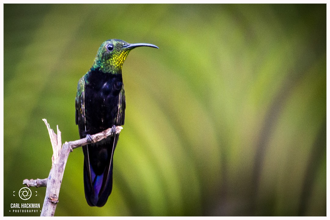 Hispaniolan Mango - ML397356871