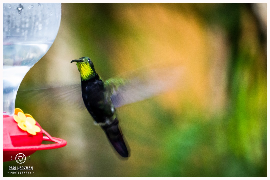 Hispaniolan Mango - ML397356891