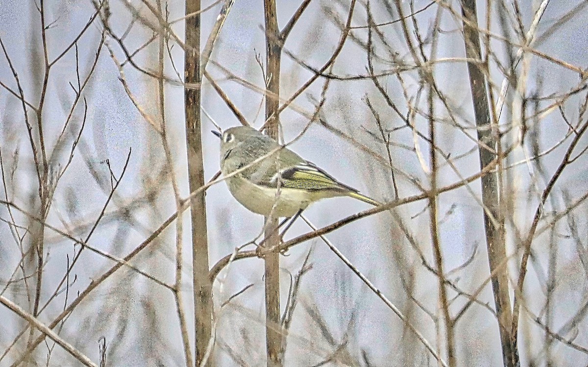 Ruby-crowned Kinglet - Douglas Hall