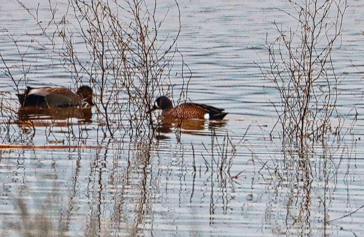 Blue-winged Teal - ML397357531