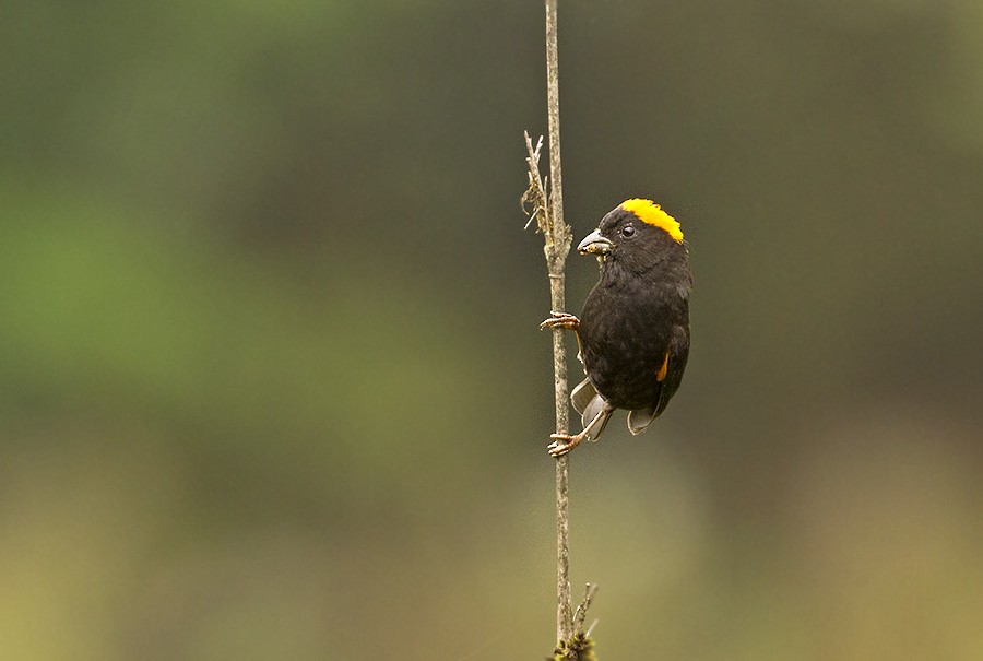 Gold-naped Finch - Peter Ericsson