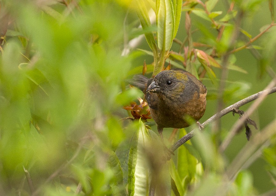 Gold-naped Finch - Peter Ericsson