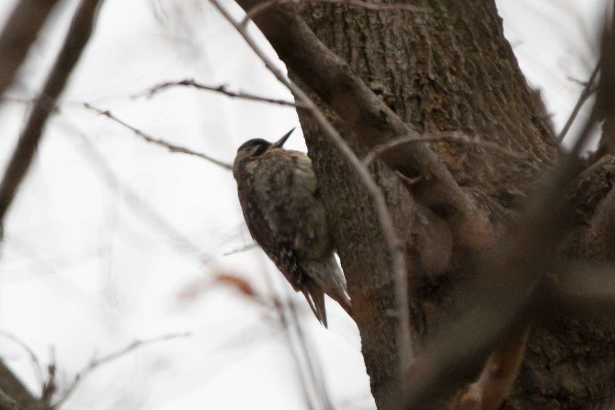 Yellow-bellied Sapsucker - ML397357801