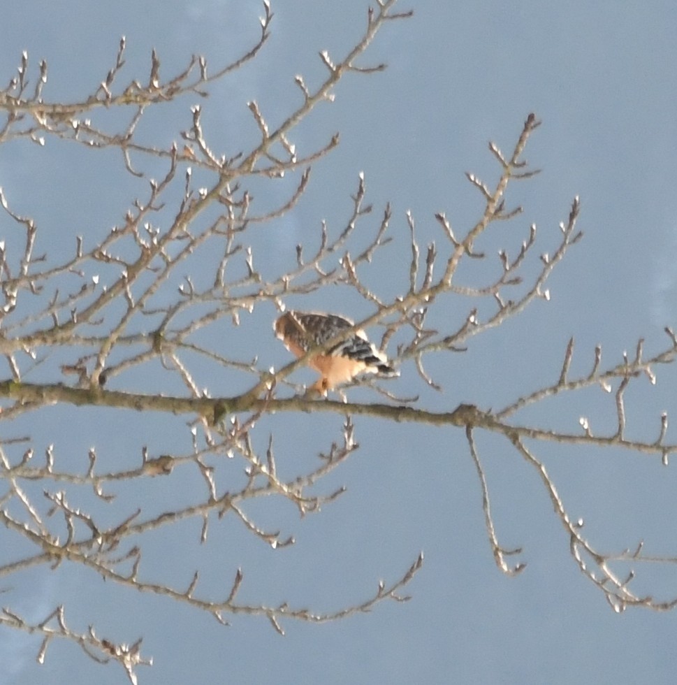 Red-shouldered Hawk - ML397358671