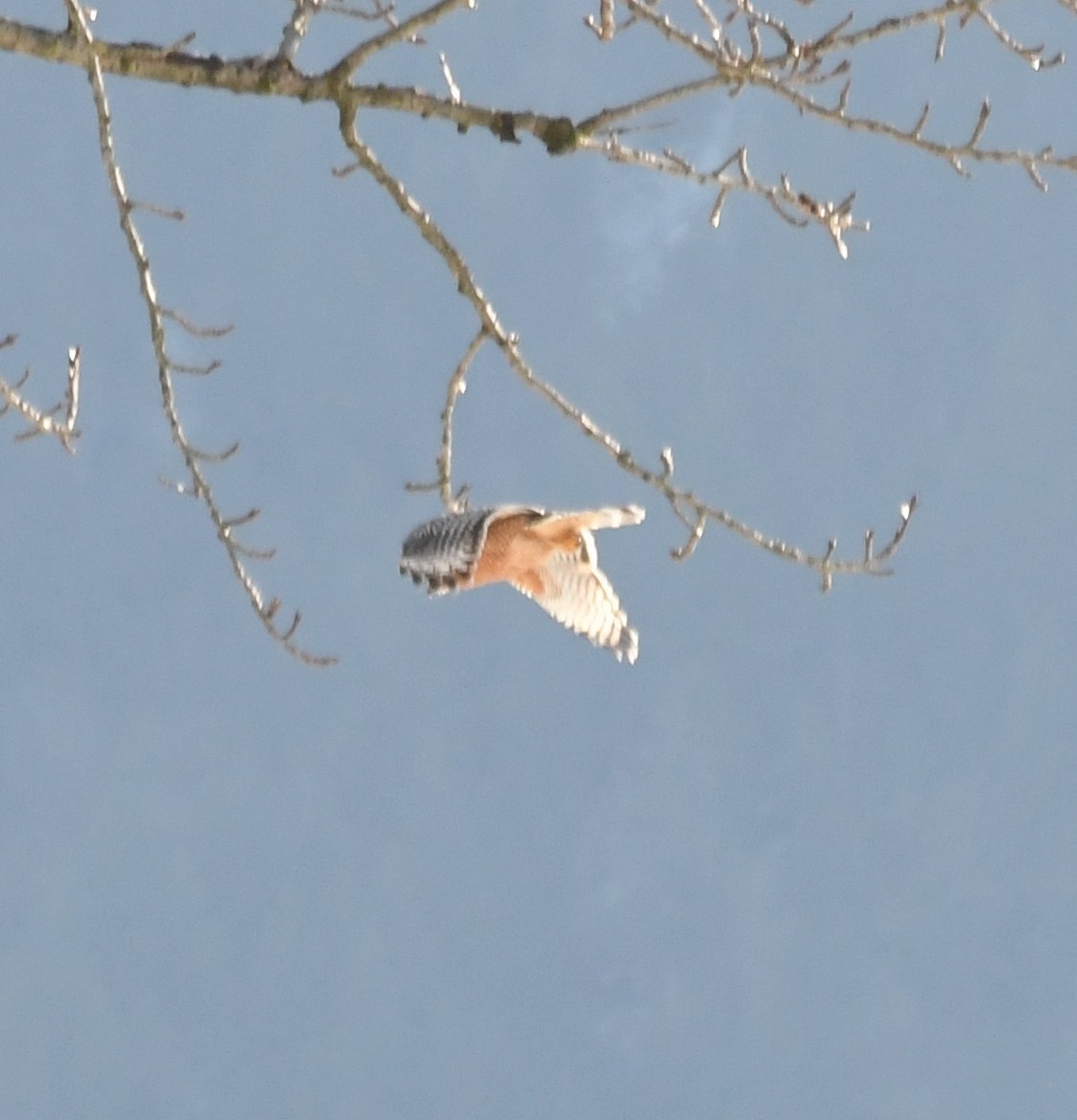 Red-shouldered Hawk - ML397358681