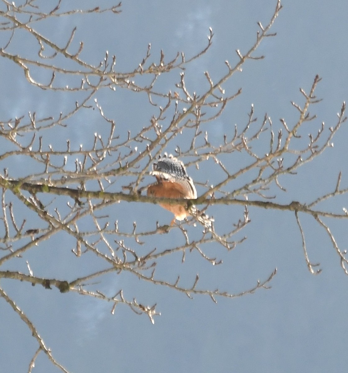 Red-shouldered Hawk - ML397358691
