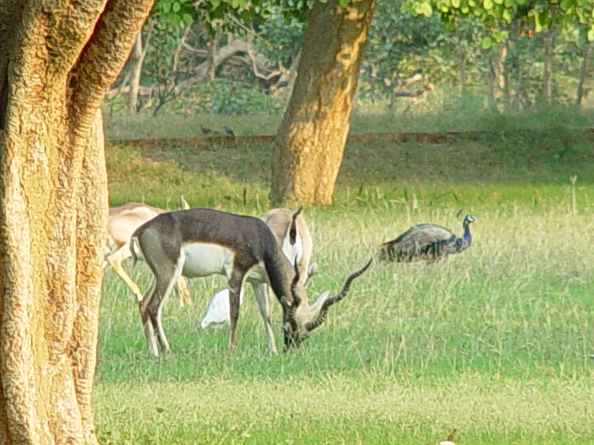 Indian Peafowl - ML397359031