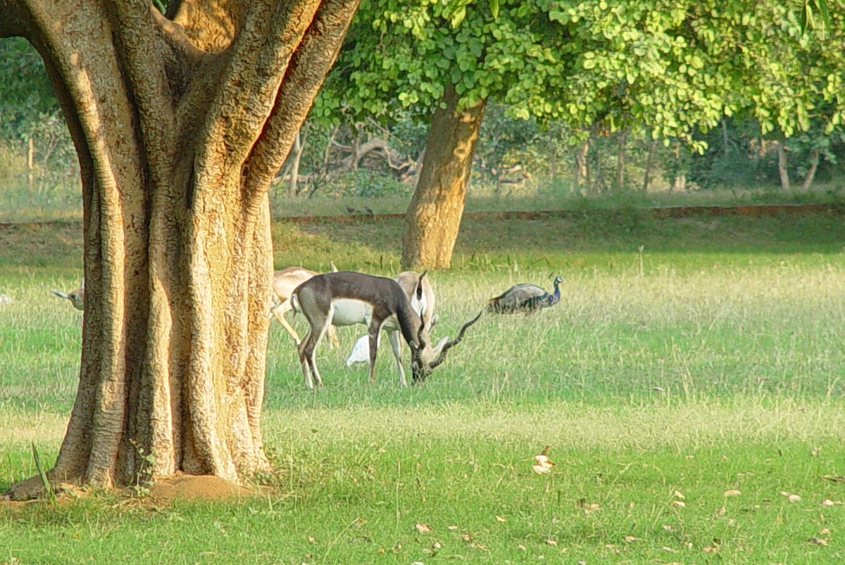 Indian Peafowl - ML397359041