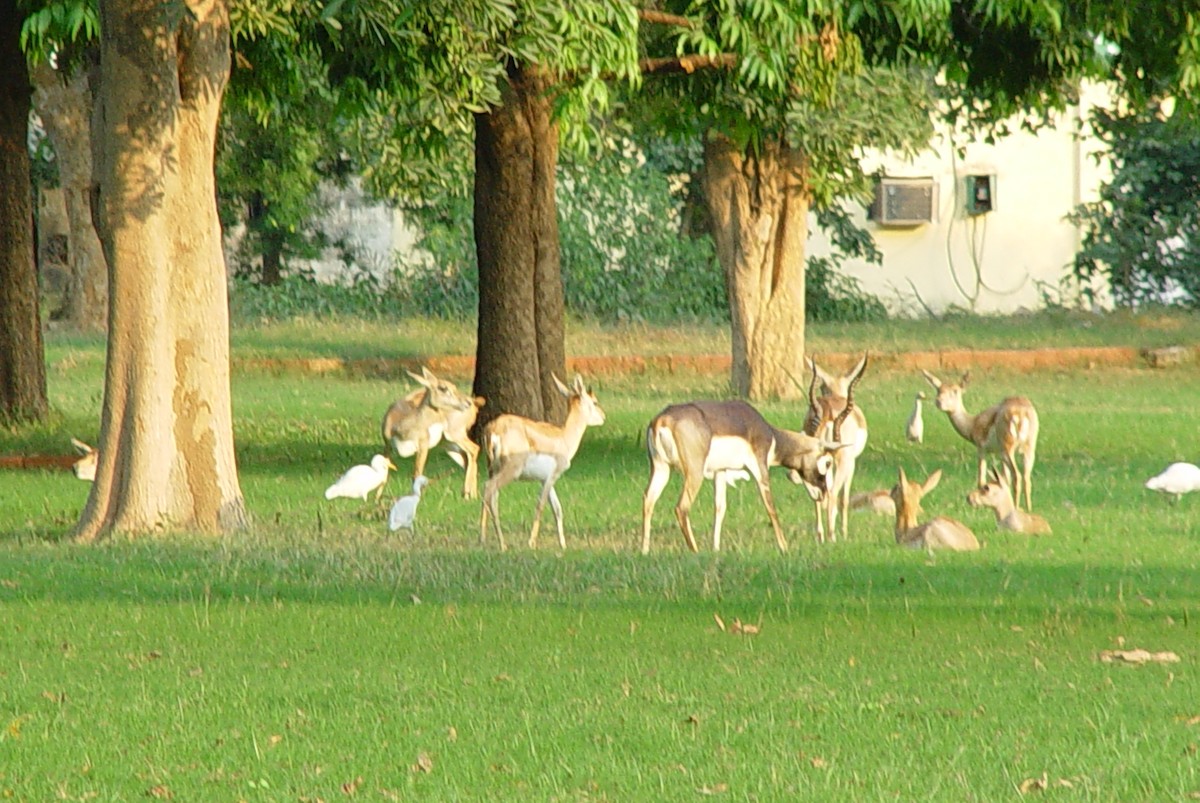 Eastern Cattle-Egret - ML397360501